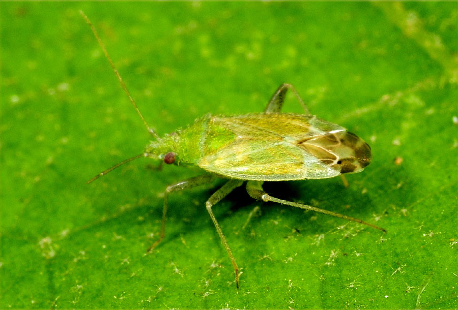 Miridae: Macrotylus horvathi